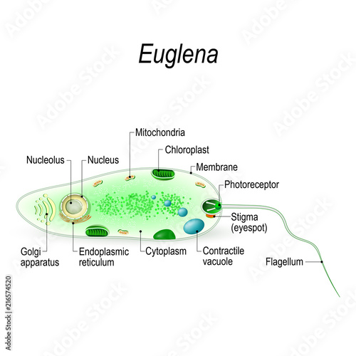 Structure of a euglena