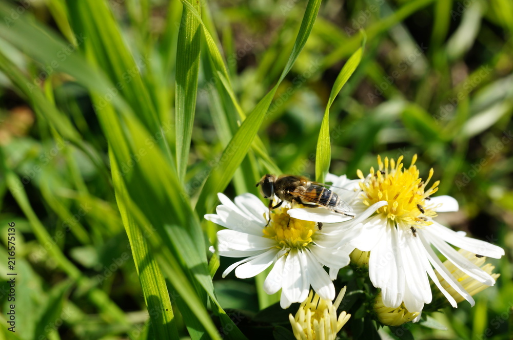 Obraz premium bee on flower