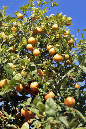 Tree of rangpur lime, or limao cravo in Portuguese photo