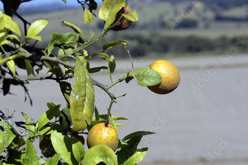 Closeup of rangpur lime, or limao cravo in Portuguese photo