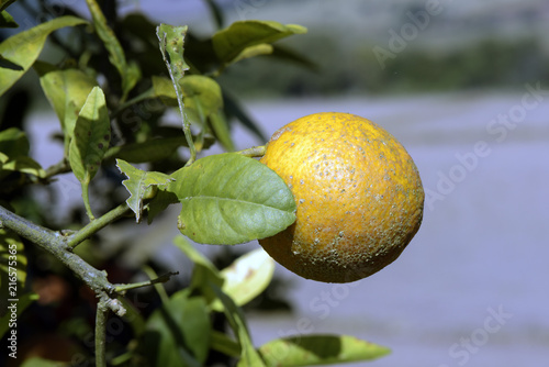 Closeup of rangpur lime, or limao cravo in Portuguese photo