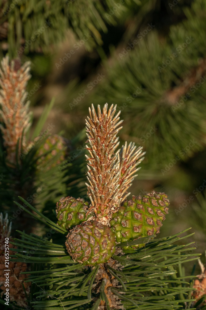 Pinecone Pinecone