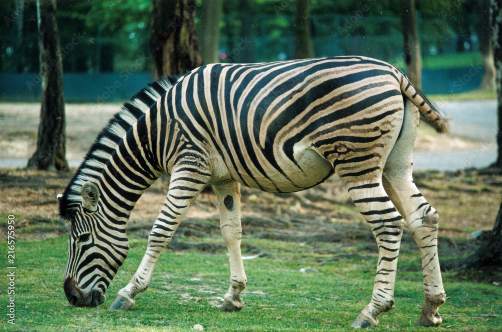 Obraz premium animals at the zoo