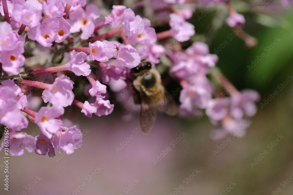 Macro flowers with bee Macro flowers with bee