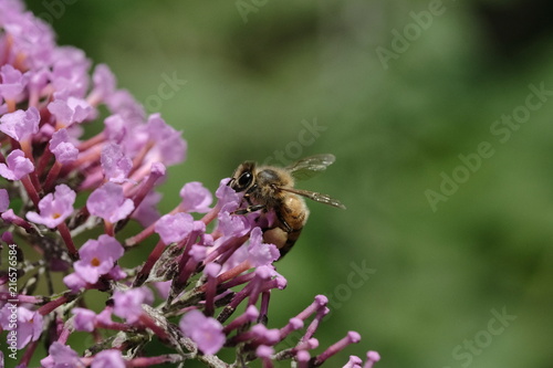 Macro flowers with bee © Robert
