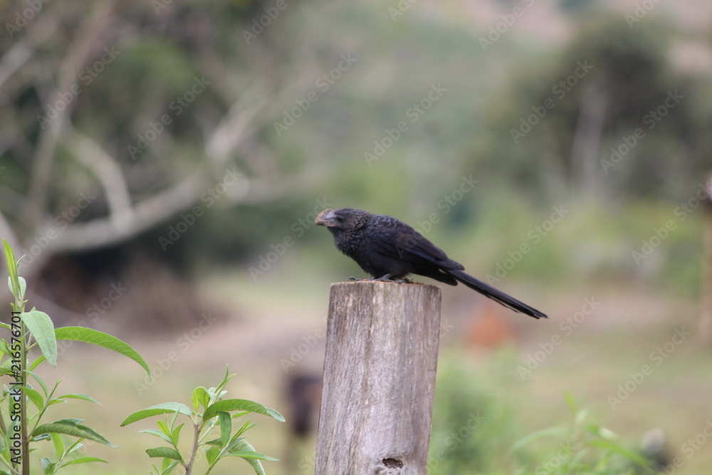 Fototapeta premium passaro preto