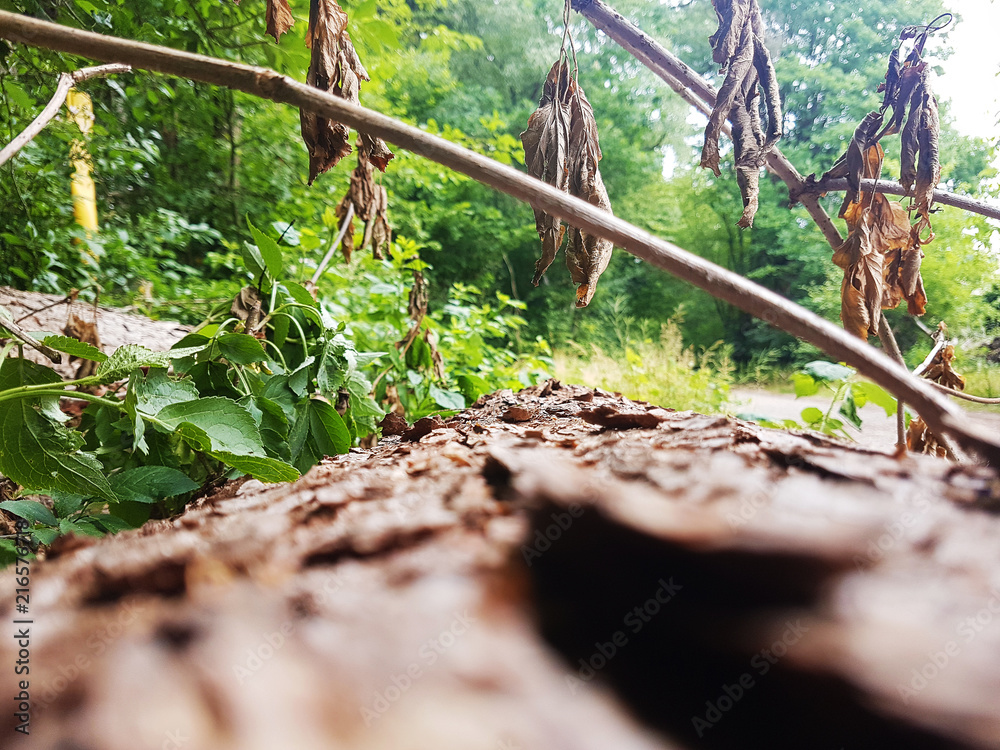 Fototapeta premium Der Baum ist tod