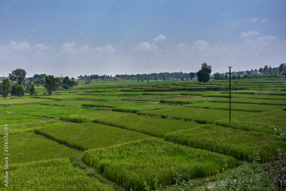 Katte Malalawadi, Karnataka, India - November 1, 2013: Wide shot of Cascade of intense green rice paddies. Horizon is belt of dark green trees. Some trees dispersed in field. Under blue sky. Katte Malalawadi, Karnataka, India - November 1, 2013: Wide shot of Cascade of intense green rice paddies. Horizon is belt of dark green trees. Some trees dispersed in field. Under blue sky.