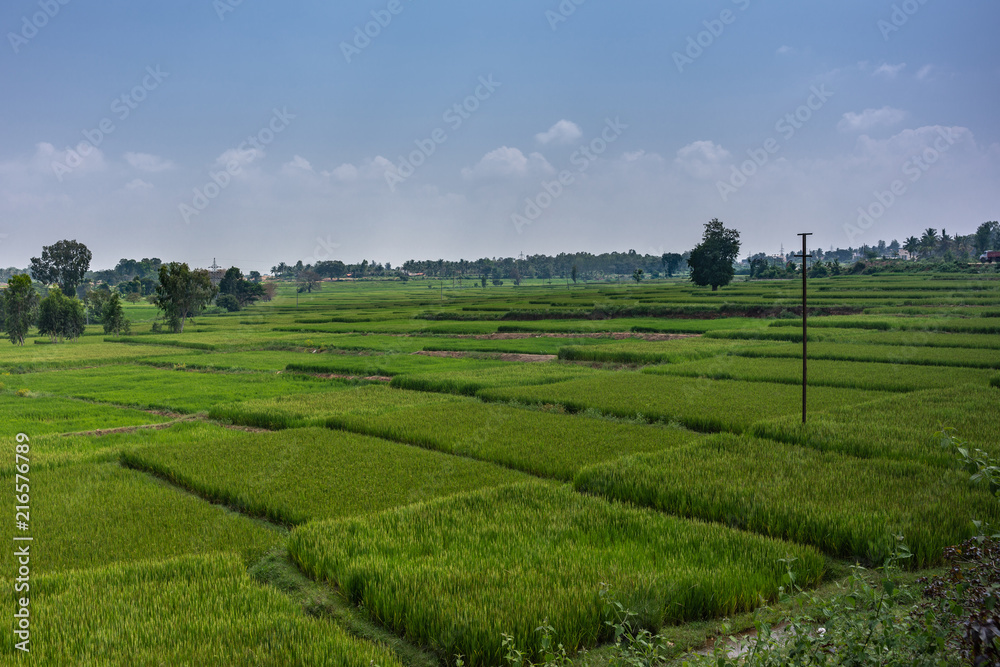 Katte Malalawadi, Karnataka, India - November 1, 2013: Wide shot of Cascade of intense green rice paddies. Horizon is belt of dark green trees. Some trees dispersed in field. Under blue sky.