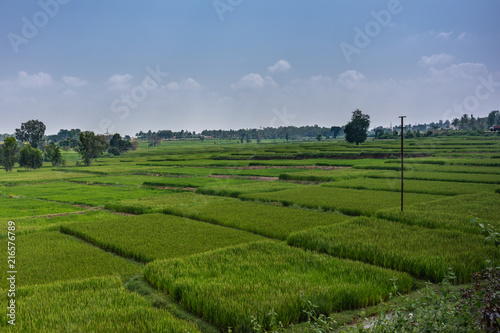 Katte Malalawadi, Karnataka, India - November 1, 2013: Wide shot of Cascade of intense green rice paddies. Horizon is belt of dark green trees. Some trees dispersed in field. Under blue sky.