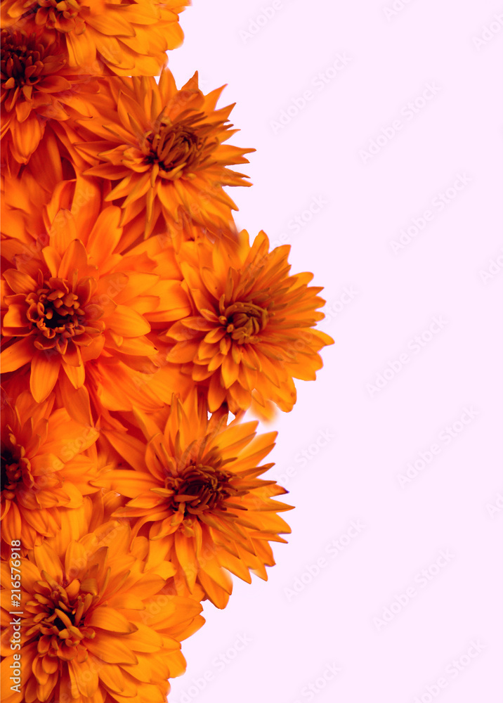 orange flowers on light pink background, beautiful floral  composition;vertical frame,border Stock Photo