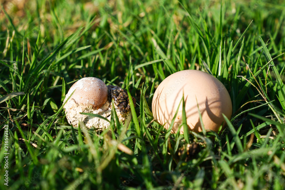 Relatively small chicken egg in chicken shit compare to regular chicken egg on green grass. (Chicken defecated poop in which there was an egg) Relatively small chicken egg in chicken shit compare to regular chicken egg on green grass. (Chicken defecated poop in which there was an egg)