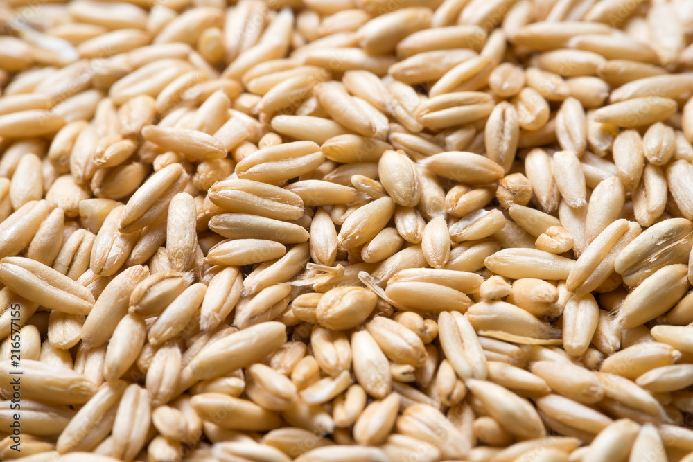 close up to oat grains close up to oat grains
