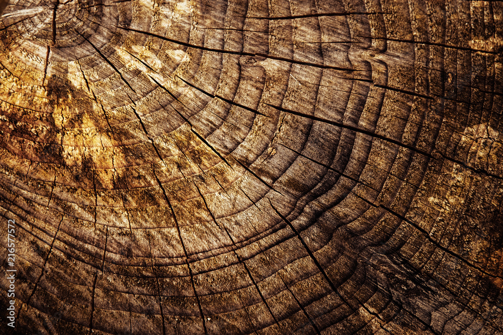 Fototapeta premium abstract detail of an old stump sawn