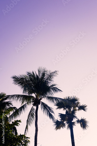Palm trees silhouette against purple sky. Filter toned effect. Copy space