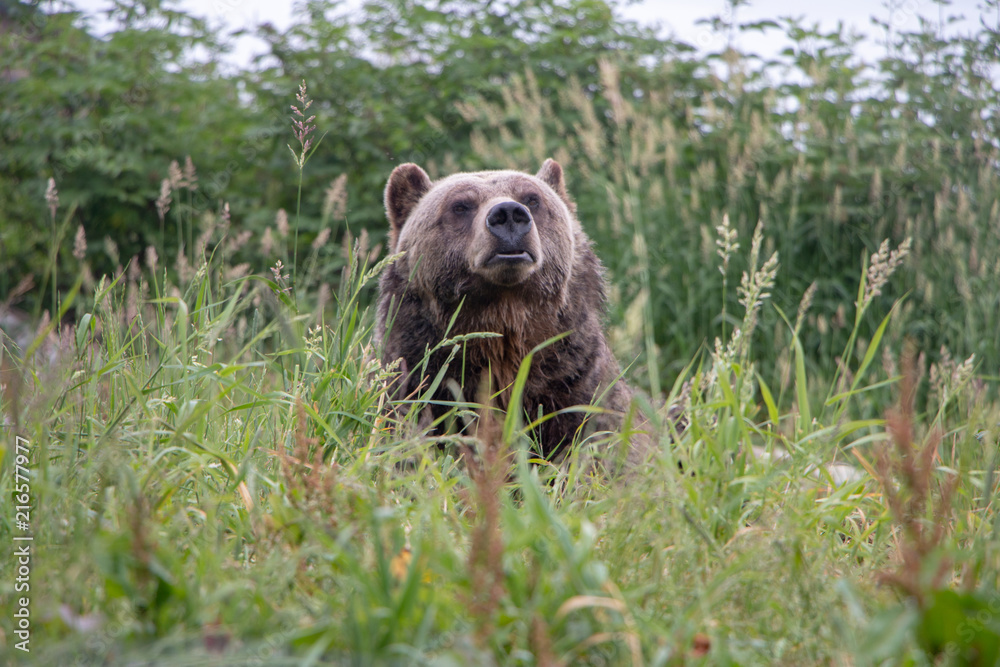 Fototapeta premium brown bear