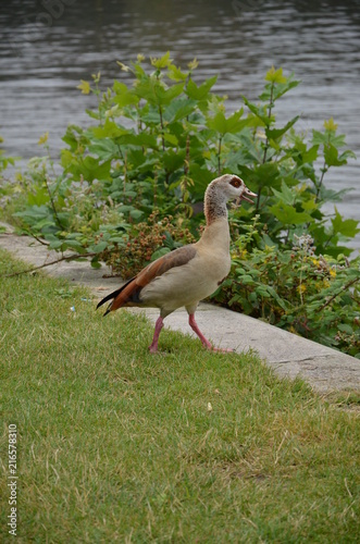 Young duck walking at river Main photo