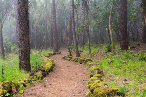 Path on the forest on Tenerife