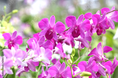 beautiful purple orchid flower © leisuretime70