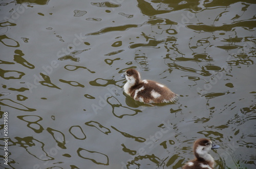 Young duck walking at river Main photo