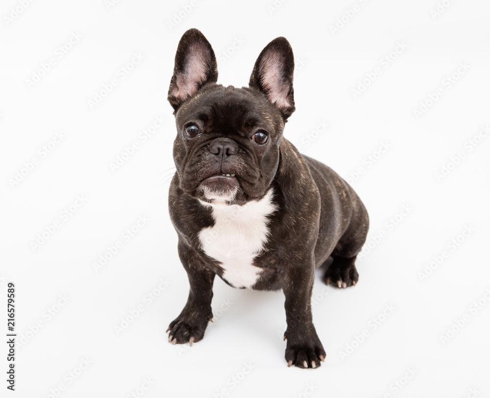 French BUlldog portrait on white background