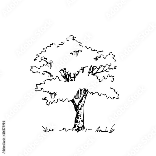 Hand drawn architect tree, vector sketch, architectural illustration