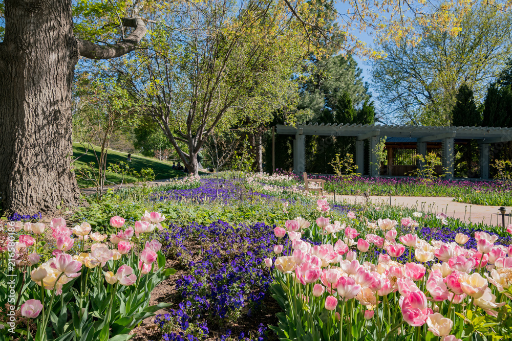 Tulips blossom in the Denver Botanic Gardens