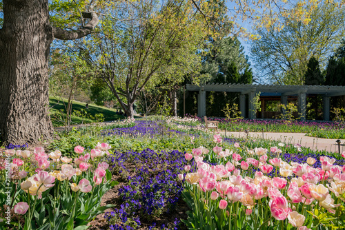 Obraz na płótnie Tulips blossom in the Denver Botanic Gardens w salonie