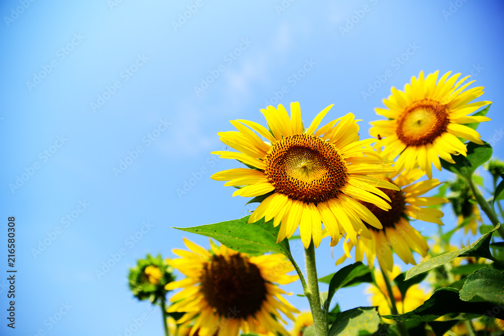 Sunflowers under blue sky Sunflowers under blue sky