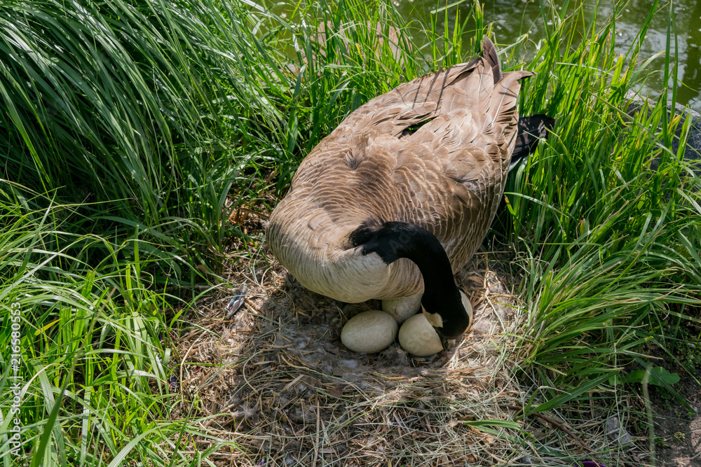 Fototapeta premium Cute Canada Goose lying eggs