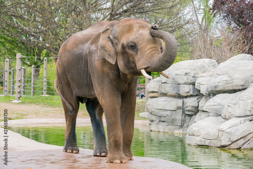 Obraz premium Close up shot of a cute Elephant