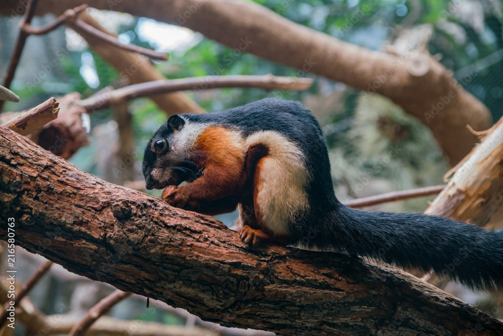 Naklejka premium Close up shot of a cute Tri-colored squirrel