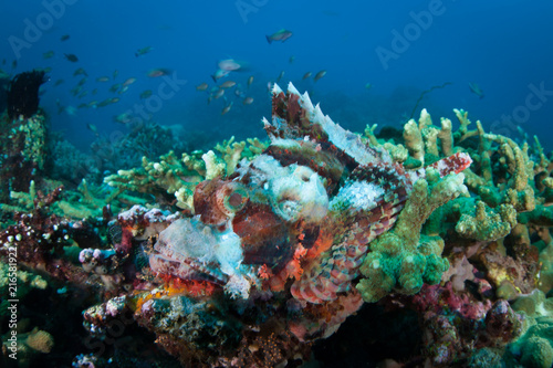Colorful Scorpionfish and Coral