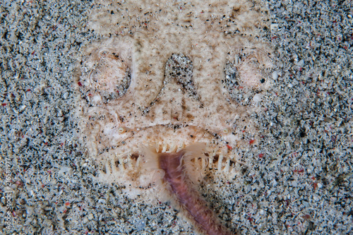Canvas Print Stargazer Using its Tongue to Attract Prey in Komodo National Park