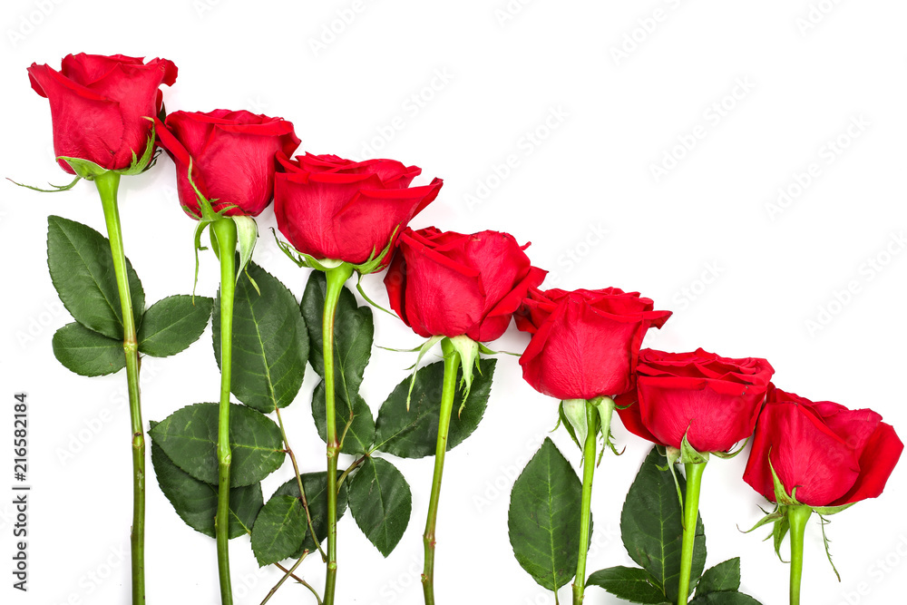 beautiful red rose with leaves isolated on white background with copy space for your text. Top view. Flat lay pattern beautiful red rose with leaves isolated on white background with copy space for your text. Top view. Flat lay pattern