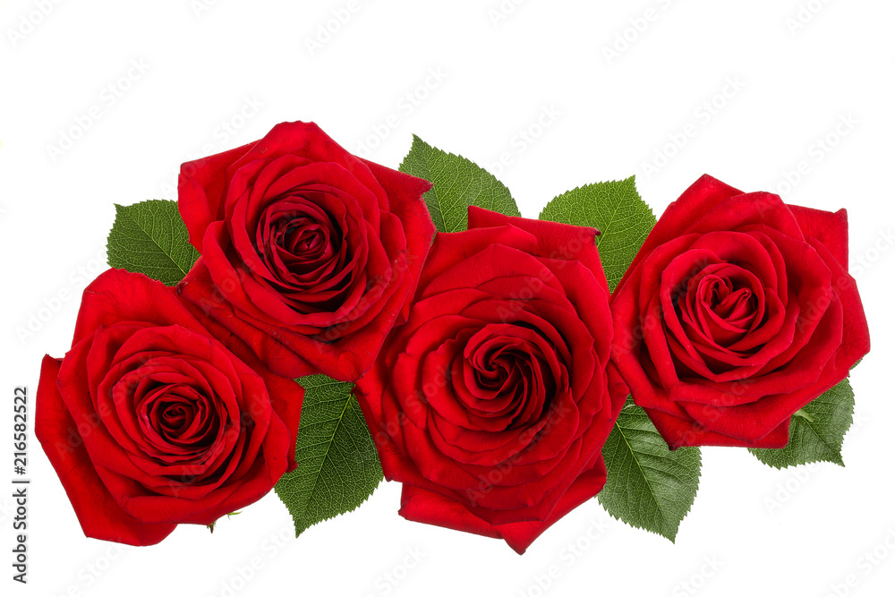 beautiful red rose isolated on white background beautiful red rose isolated on white background