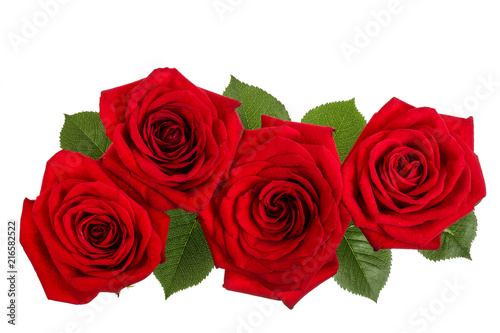 beautiful red rose isolated on white background