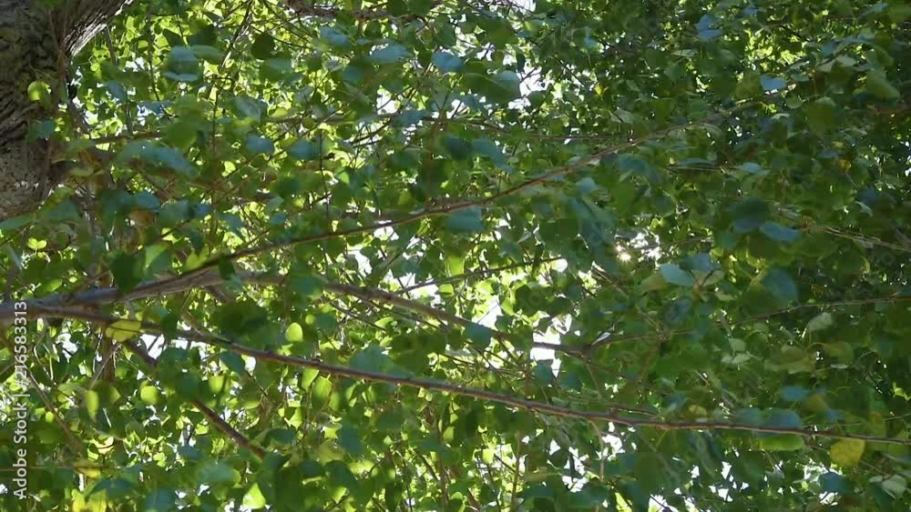Background leaves and sunrays
