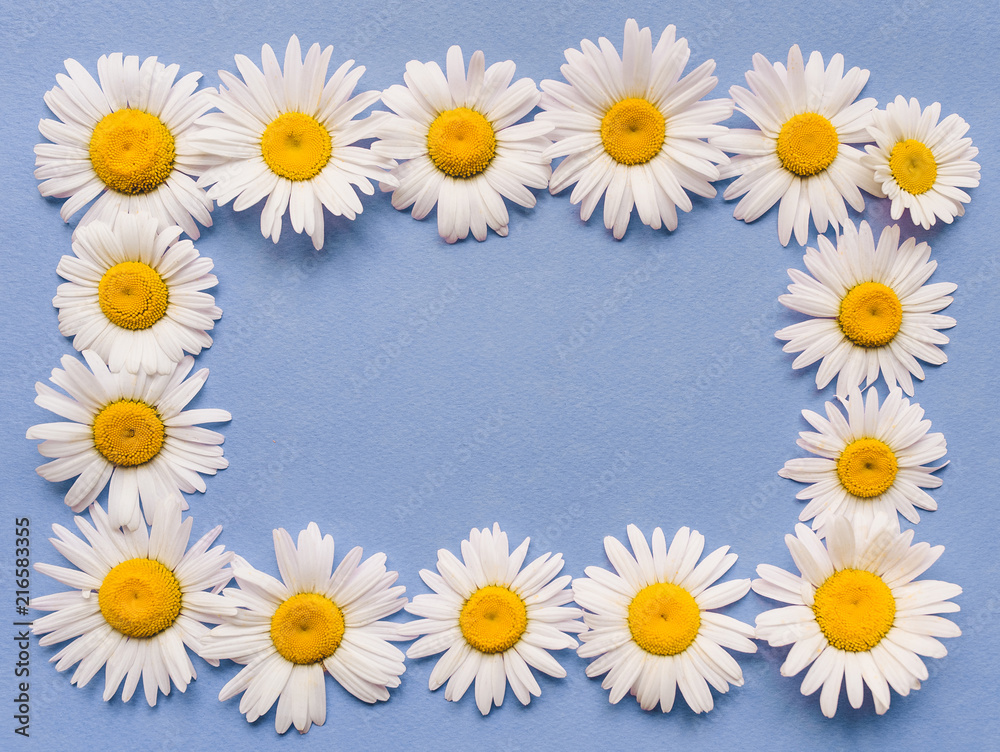 Fototapeta premium Natural flowers frame. White chamomile on blue paper background. Copy space, top view.
