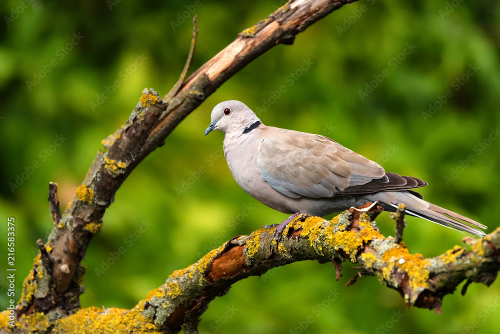 Collared dove or Streptopelia decaocto on branch Collared dove or Streptopelia decaocto on branch