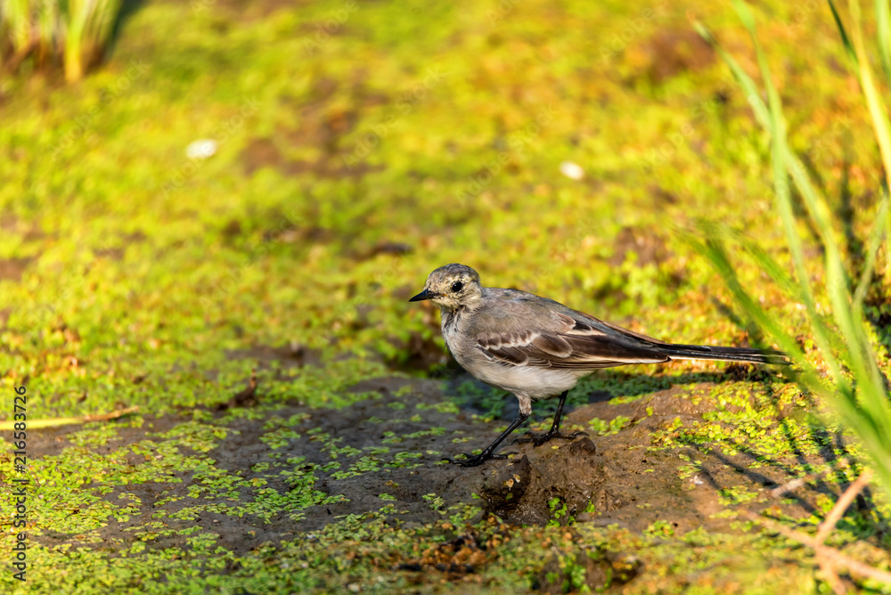 Juvenile white wagtail or Motacilla alba Juvenile white wagtail or Motacilla alba