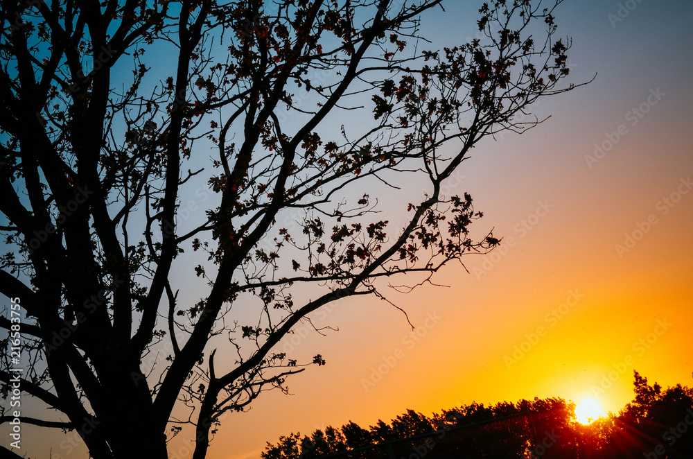 Tree Tree