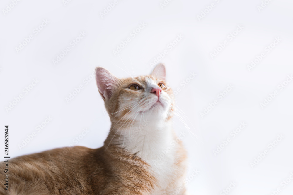 Orange cat looks very happy. Stock