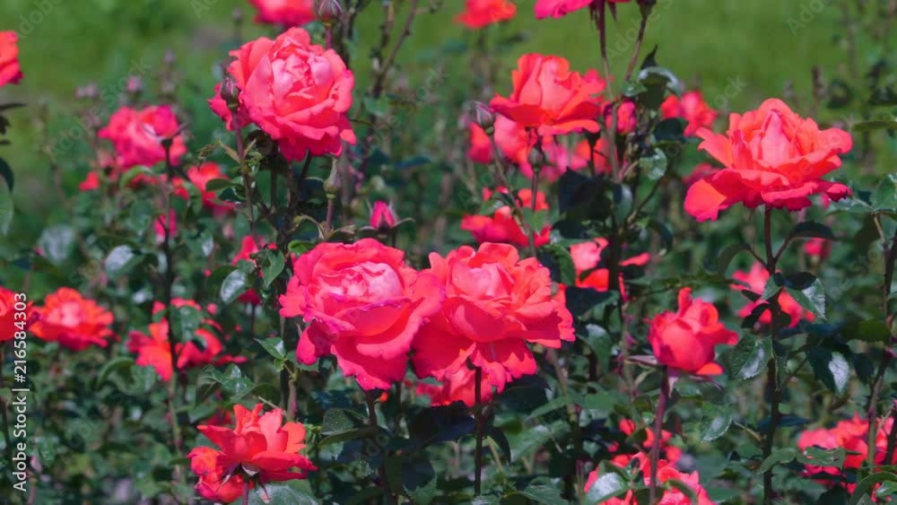 18785_The_waving_red_roses_on_the_garden_on_a_sunny_day.mov 18785_The_waving_red_roses_on_the_garden_on_a_sunny_day.mov