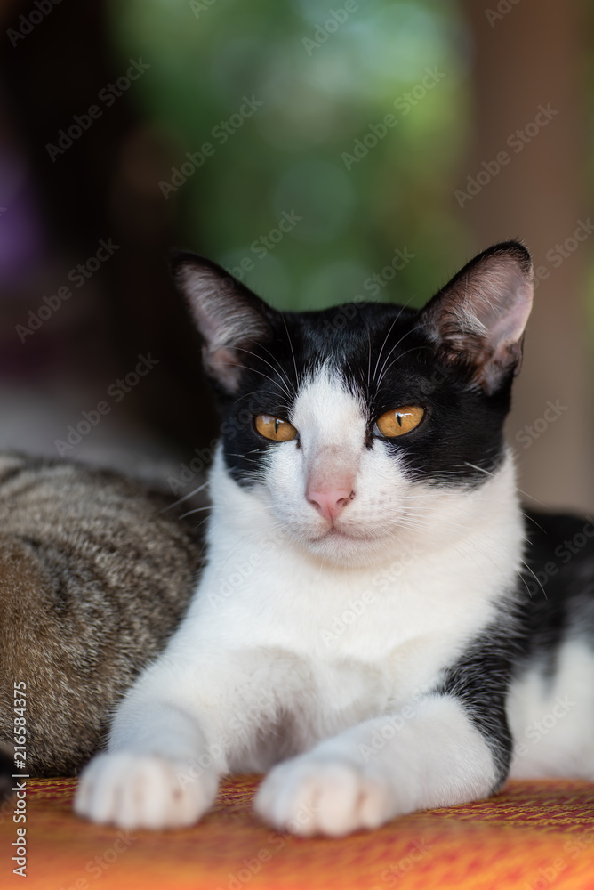 Portrait of white and black cat sitting on the mat, pet at home