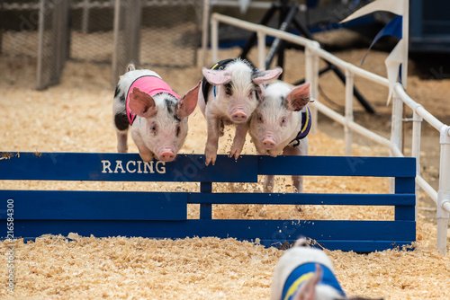 Three adorable pigs hurdling together over race track hurdle obstacle.