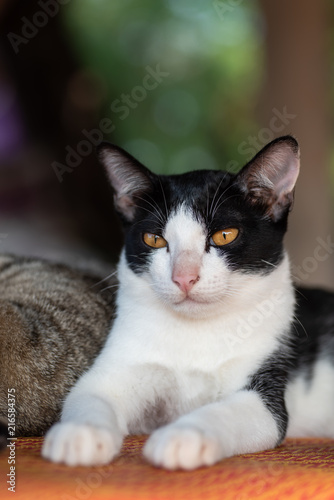 Portrait of white and black cat sitting on the mat, pet at home