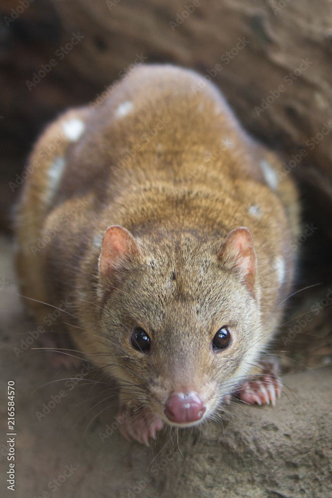 Tiger Quoll or Spotted Quoll Tiger Quoll or Spotted Quoll