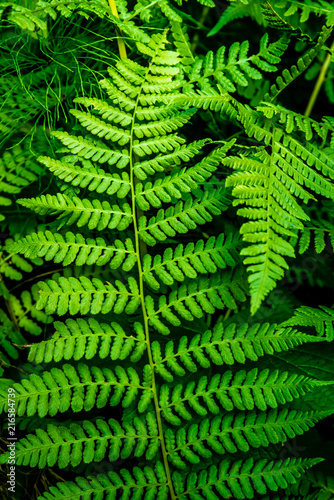 Ferns in the Colville National Forest