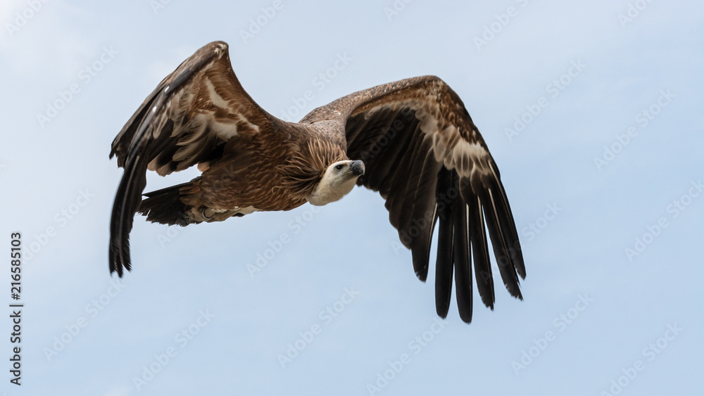 Obraz premium Vautour moine